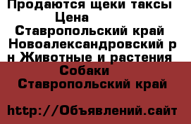 Продаются щеки таксы. › Цена ­ 1 000 - Ставропольский край, Новоалександровский р-н Животные и растения » Собаки   . Ставропольский край